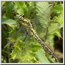 Gomphus vulgatissimus - Gemeine Keiljungfer 01.jpg